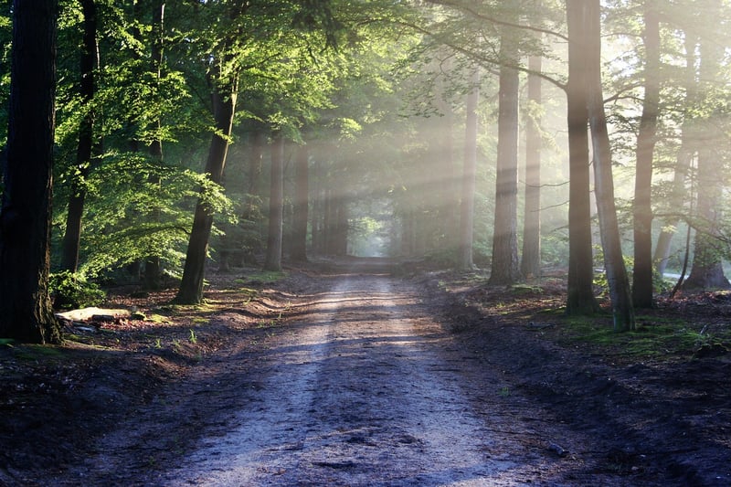 Adventure in the Forest
