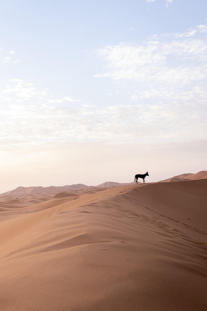 Desert Oasis Yurt